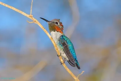 Самі незвичайні птахи - дивовижний світ тварин (птиці) Самі незвичайні птахи - дивовижний світ тварин