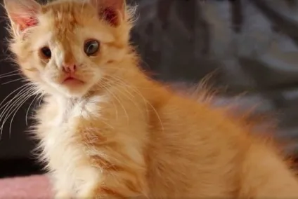 Самий негарний кошеня нарешті знайшов притулок! (Притулок) Самий негарний кошеня нарешті знайшов притулок!