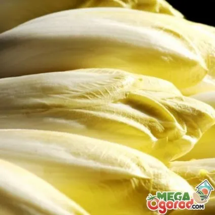 Салат цікорний сорти, посадка, зберігання, хвороби і шкідники (цікорний) Салат цікорний сорти, посадка, зберігання, хвороби і шкідники