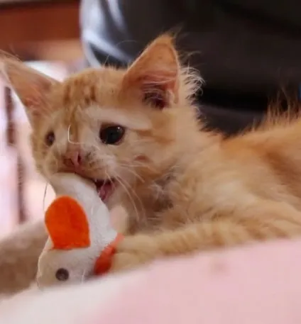 Самий негарний кошеня нарешті знайшов притулок! (Кошеня) Самий негарний кошеня нарешті знайшов притулок!