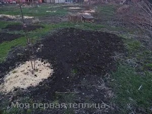 Сіємо сидерати навесні або швидка допомога грунті (грунті) Сіємо сидерати навесні або швидка допомога грунті