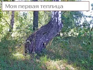 Сіємо сидерати навесні або швидка допомога грунті (допомога) Сіємо сидерати навесні або швидка допомога грунті