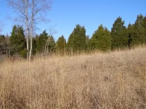 Сіємо сидерати навесні або швидка допомога грунті (допомога) Сіємо сидерати навесні або швидка допомога грунті