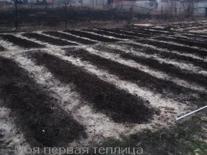 Сіємо сидерати навесні або швидка допомога грунті (допомога) Сіємо сидерати навесні або швидка допомога грунті