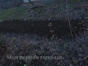 Сіємо сидерати навесні або швидка допомога грунті (допомога) Сіємо сидерати навесні або швидка допомога грунті
