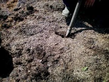 Сіємо сидерати навесні або швидка допомога грунті (допомога) Сіємо сидерати навесні або швидка допомога грунті