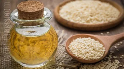 Насіння кунжуту - корисні властивості насіння, застосування кунжутного масла (насіння) Насіння кунжуту - корисні властивості насіння, застосування кунжутного масла
