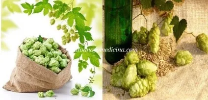 Шишки хмелю лікувальні, корисні властивості (корисні) Шишки хмелю лікувальні, корисні властивості