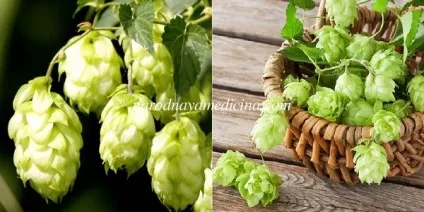 Шишки хмелю лікувальні, корисні властивості (хмелю) Шишки хмелю лікувальні, корисні властивості