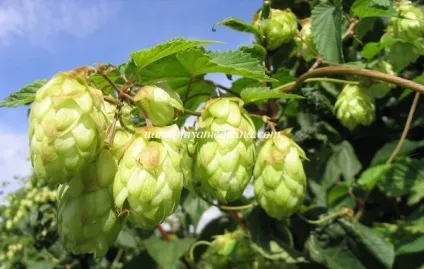 Шишки хмелю лікувальні, корисні властивості (корисні) Шишки хмелю лікувальні, корисні властивості
