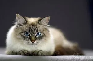 Скільки давати кошеняті вазелінового масла при запорі, котячий помічник (давати) Скільки давати кошеняті вазелінового масла при запорі, котячий помічник