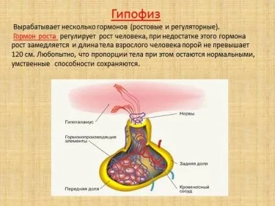 Симптоми порушення функцій гіпофіза як перевірити недолік гормону (недолік) Симптоми порушення функцій гіпофіза як перевірити недолік гормону
