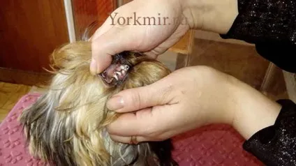 Зміна зубів у собаки, порядок зміни зубів у собак (собаки) Зміна зубів у собаки, порядок зміни зубів у собак