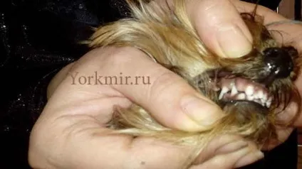 Зміна зубів у собаки, порядок зміни зубів у собак (собаки) Зміна зубів у собаки, порядок зміни зубів у собак