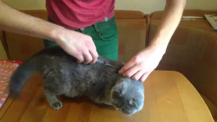 Симптоми і лікування котячого грипу небезпечний він для людини, ніж лікувати вдома (небезпечний) Симптоми і лікування котячого грипу небезпечний він для людини, ніж лікувати вдома