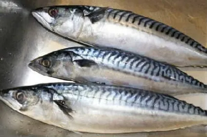 Скумбрія маринована в домашніх умовах, дуже смачна (домашніх) Скумбрія маринована в домашніх умовах, дуже смачна