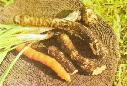 Скорцонери - лікувальний овоч - сади сибіру (агротехніка) Скорцонери - лікувальний овоч - сади сибіру
