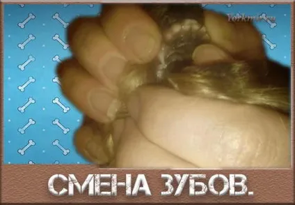 Зміна зубів у собаки, порядок зміни зубів у собак (відбувається зміна зубів) Зміна зубів у собаки, порядок зміни зубів у собак