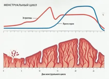 Скільки овуляція триває