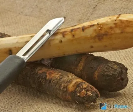 Скорцонера склад, калорійність, користь, рецепти (користь) Скорцонера склад, калорійність, користь, рецепти