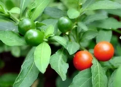 Соланум догляд в домашніх умовах за кораловим кущем (кораловим) Соланум догляд в домашніх умовах за кораловим кущем