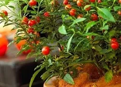 Соланум догляд в домашніх умовах за кораловим кущем (домашніх) Соланум догляд в домашніх умовах за кораловим кущем