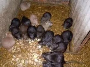 Зміст нутрій взимку в домашніх умовах відео (Злакові трави грам) Зміст нутрій взимку в домашніх умовах відео