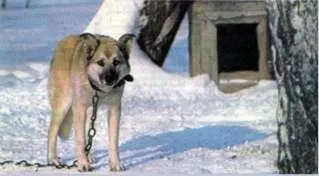 Собака-сторож, собаківництво