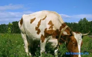 Сонник корова, тлумачення сну корова, до чого сниться і що означає сон, в якому наснилося корова (тлумачення) Сонник корова, тлумачення сну корова, до чого сниться і що означає сон, в якому наснилося корова