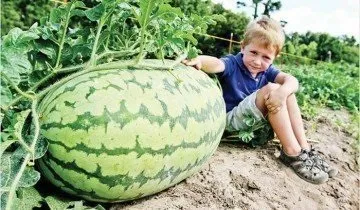Поради агрономів як вирощувати квадратний кавун і інші види екзотів (поради) Поради агрономів як вирощувати квадратний кавун і інші види екзотів