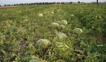 Поради агрономів як вирощувати квадратний кавун і інші види екзотів (вирощувати) Поради агрономів як вирощувати квадратний кавун і інші види екзотів