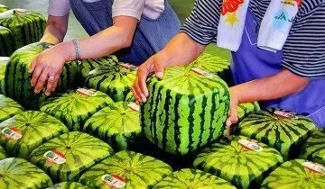 Поради агрономів як вирощувати квадратний кавун і інші види екзотів (вирощувати) Поради агрономів як вирощувати квадратний кавун і інші види екзотів