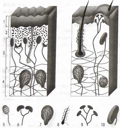 Соматична сенсорна система, периферичний відділ соматичної сенсорної системи, провідний і (книги) Соматична сенсорна система, периферичний відділ соматичної сенсорної системи, провідний і