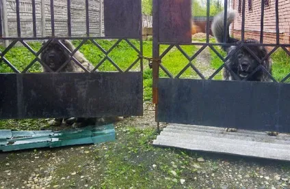 Собака на дачі забезпечуємо безпеку оточуючих (собака) Собака на дачі забезпечуємо безпеку оточуючих
