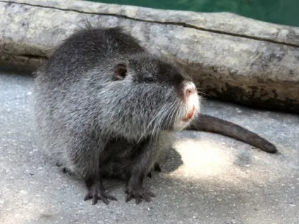 Зміст нутрій, або як виростити здорову звіра з цінним хутром і м'ясом (разом з огляду на стільки) Зміст нутрій, або як виростити здорову звіра з цінним хутром і м'ясом