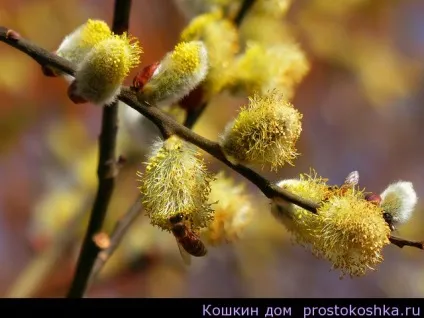 сонник верба