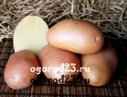Сорти картоплі - опис, характеристика, регіон вирощування (опис) Сорти картоплі - опис, характеристика, регіон вирощування