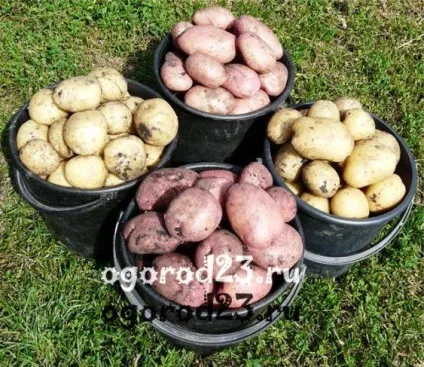 Сорти картоплі - опис, характеристика, регіон вирощування (характеристика) Сорти картоплі - опис, характеристика, регіон вирощування