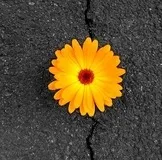 Терміни введення прикорму недоношеним діткам (харчування новонародженого) Терміни введення прикорму недоношеним діткам