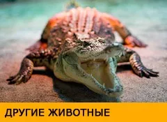 Сплячка африканських равликів