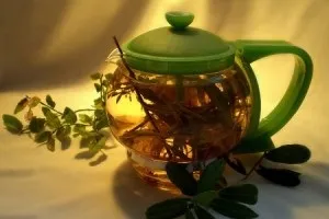 Спориш для зачаття як приймати, зберігати, а також корисні поради і протипоказання (приймати) Спориш для зачаття як приймати, зберігати, а також корисні поради і протипоказання