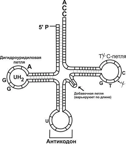 Структура і функції РНК