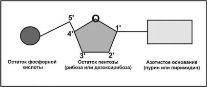 Структура і функції РНК