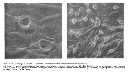 Стробіли - це