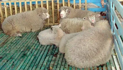 Ставропольська порода овець, Бердичівські вівці, Бердичівські барани (ставропольські) Ставропольська порода овець, Бердичівські вівці, Бердичівські барани