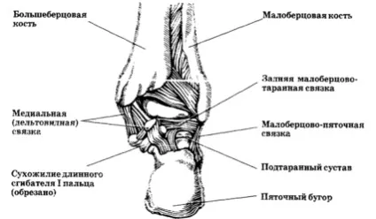 Ступня людини будова, особливості та її деформація (особливості) Ступня людини будова, особливості та її деформація