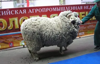 Ставропольська порода овець, Бердичівські вівці, Бердичівські барани (барани) Ставропольська порода овець, Бердичівські вівці, Бердичівські барани