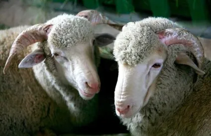 Ставропольська порода овець - agroxxi (продуктивність Бердичівської породи овець) Ставропольська порода овець - agroxxi