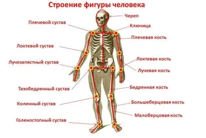 Будова ноги людини скелет нижніх кінцівок (будова) Будова ноги людини скелет нижніх кінцівок