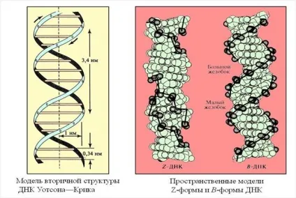 Структура і функції РНК